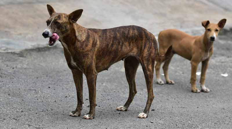 A dog allegedly attacked by a youth in Cooch Behar