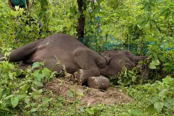 Elephant
