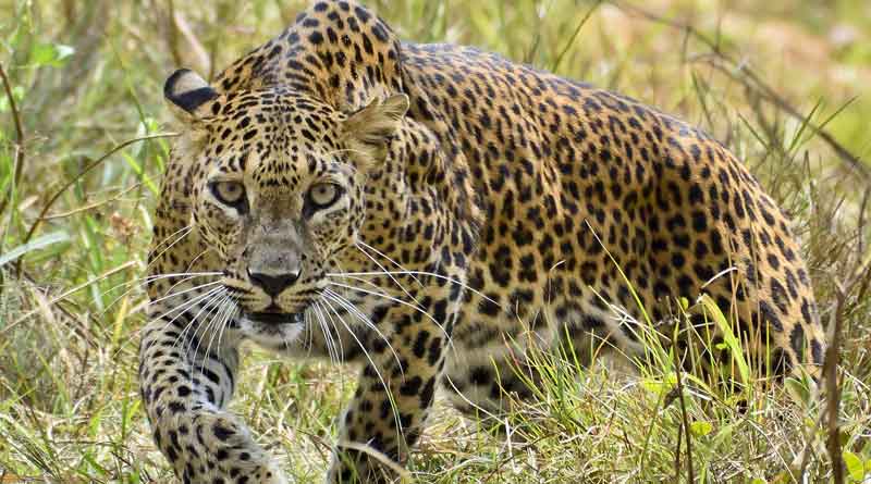 Leopard tries to throw monkey off a tree, video goes viral on social media