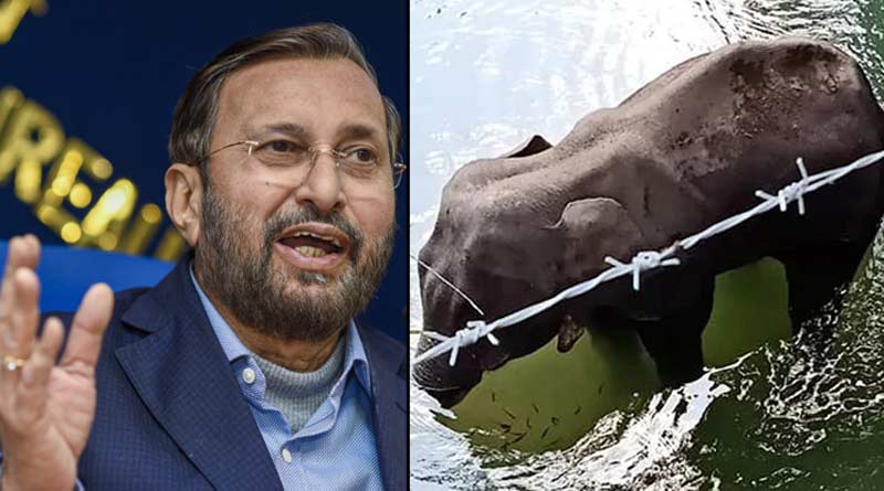 'Not indian culture', tweeted Prakash Javadekar on Kerala's elephant death