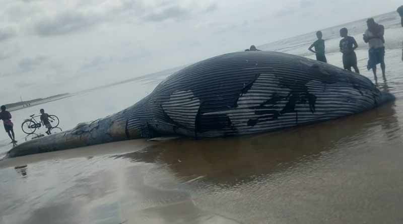 36 foot long whale washes up on Mandarmani Beach
