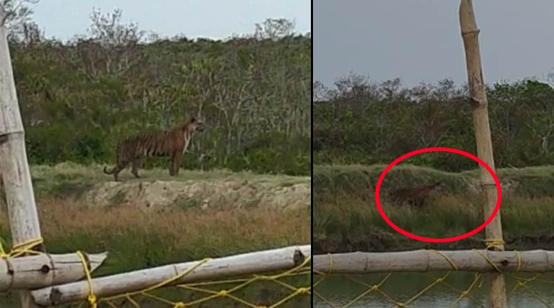 Royal Bengal Tiger gives appearnce at Sunderbans.