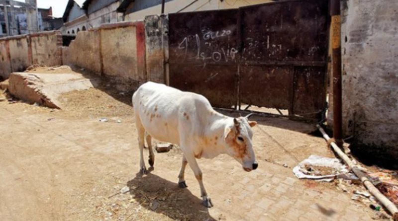 cow