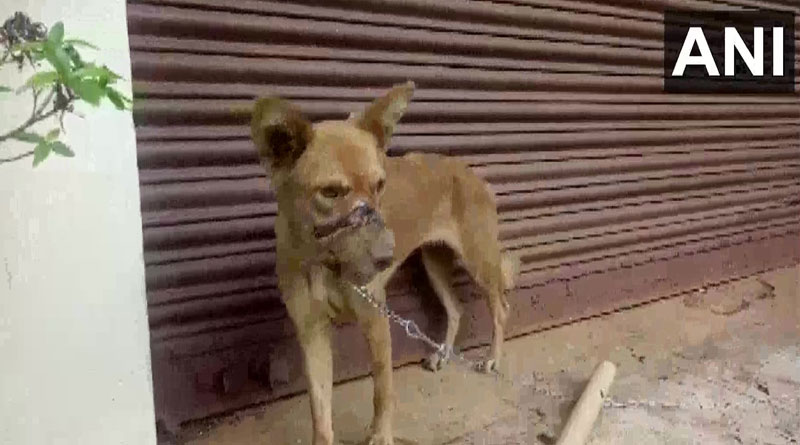 Dog with its mouth sealed by tape for 2 weeks rescued in Kerala