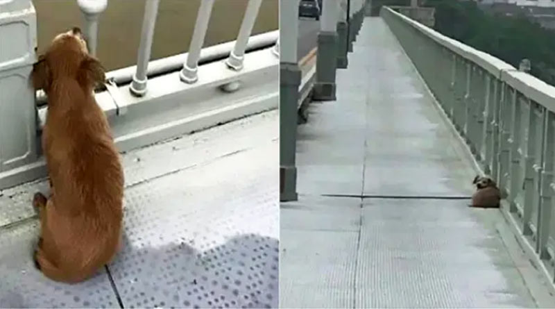 Pet dog waits on a bridge for many days where owner jumped off in river
