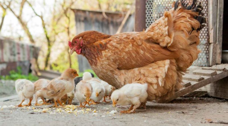 One person has died for Salmonella infections in America