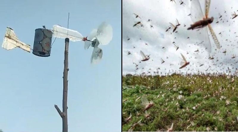 This Desi "Jugaad" To Keep Locusts Away Is Massively Viral