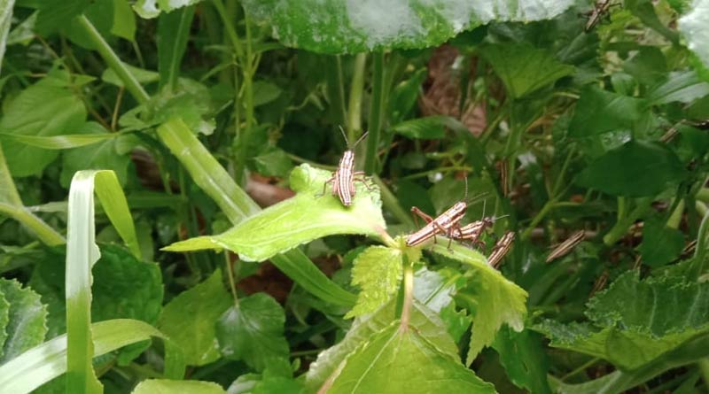 locust swarm infiltrates bengal panic grips farmers in Jhargram