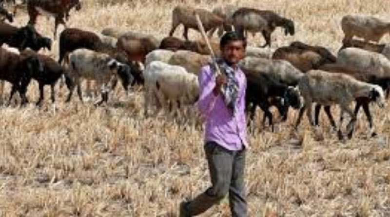 Karnataka: Goats, sheep quarantined after shepherd contracts Covid-19