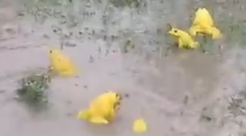 Yellow Indian bullfrogs spotted in MP, they change colour to attract females