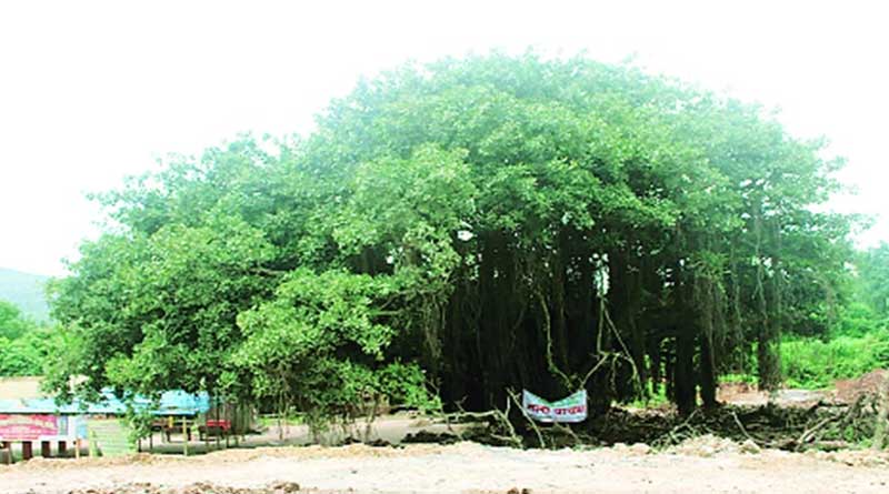 Design of road has been changed due to protest to save a tree in Maharashtra