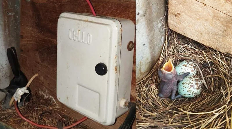 Tamil Nadu village went without streetlight o protect a bird's nest
