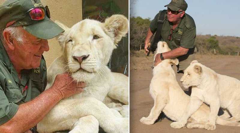 Conservationist killed by two lions whom he took care for long time