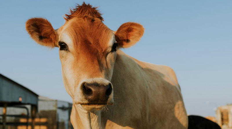 Swiss Farmer Airlifts Injured Cow from a Mountain in the Alps