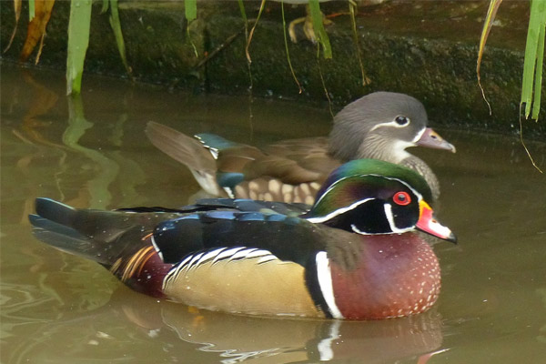 Duck-3