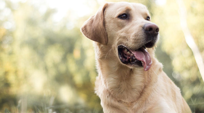 Younger brother accussed to murder older brother's pet dog
