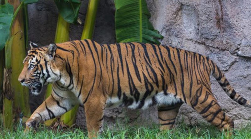 Alipore zoo will live stream animals activities in Facebook