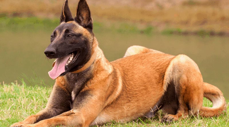 Sniffer dog orlando bison flesh Gorumara National Park