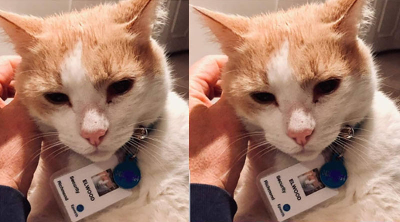 Elwood the cat now works as a security guard at the Australian Hospital