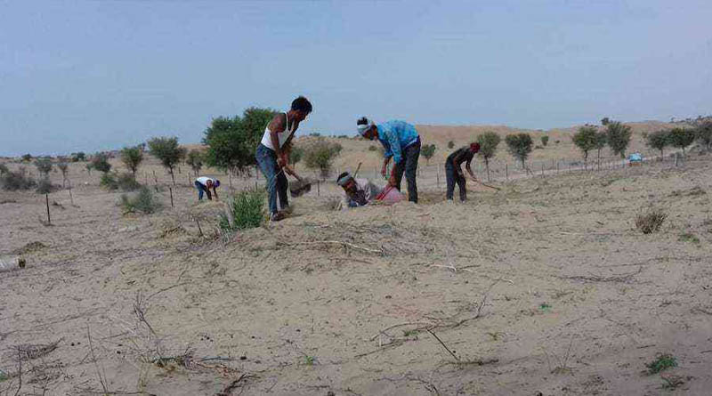 India’s Thar desert is turning green. That isn’t a good thing