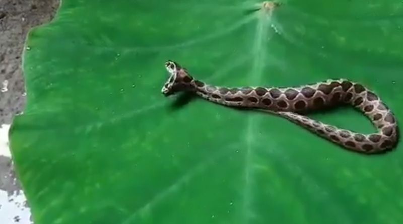 Rare two-headed Russell's viper rescued in Maharashtra's Kalyan