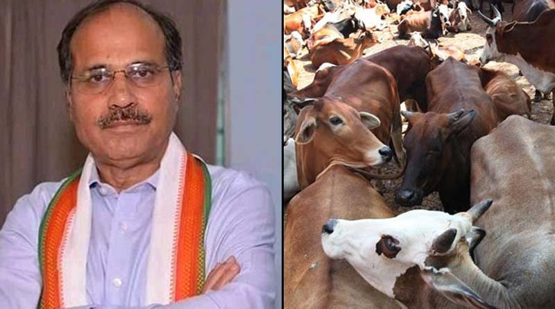 cow smuggling in Bengali News: Adhir Ranjan Chowdhury slams Bengal government on cow smuggling issue ।Sangbad Pratidin