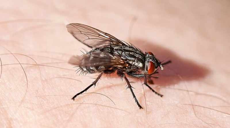 An old man chase fly fire france injured