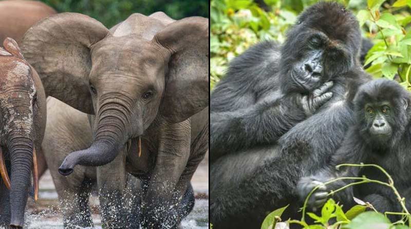 Wildlife in massive decline for destruction made by human, warns WWF