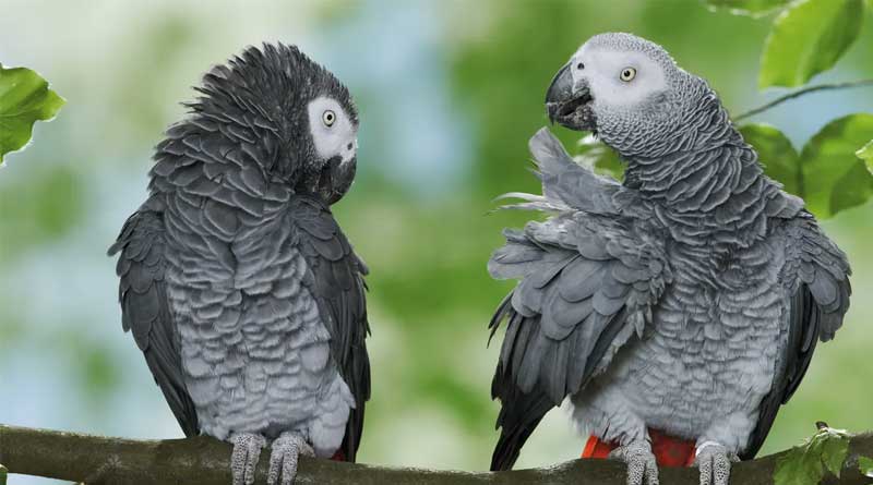 Zoo moves 5 parrots from display section to isolation | Sangbad Pratidin