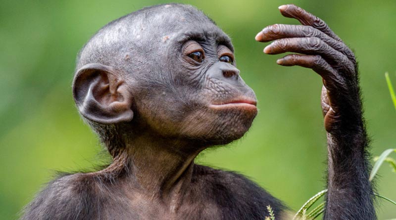 13-million-year-old fossil of ape species discovered in Jammu and Kashmir