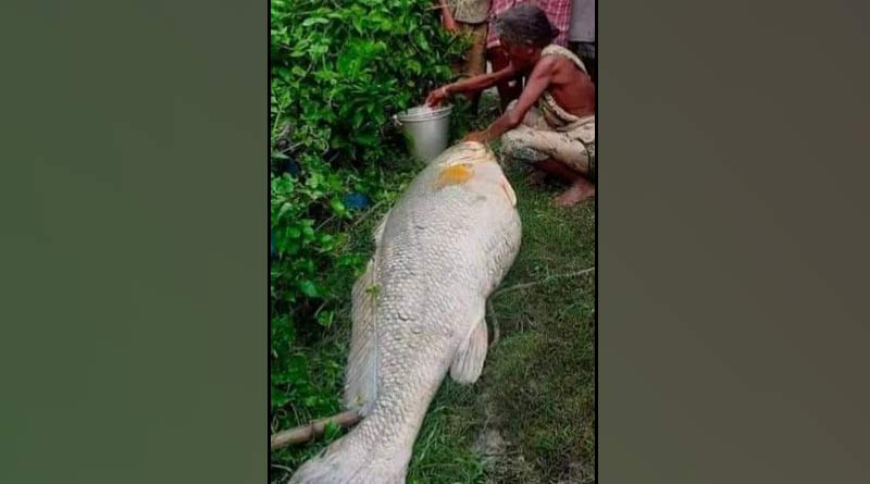 Rare fish weighing around 60kg caught in South 24 Pargnas changed woman's life | Sangbad Pratidin