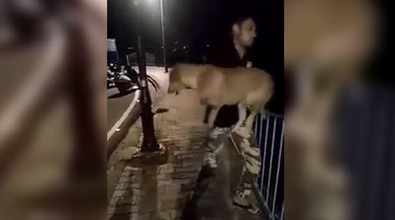 In Stunt For Video App, Man Throws Dog Into Lake In Bhopal; Case Filed