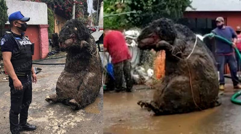 Bengali News of Mexico 'Giant Rat': ‘Huge rat’ found in Mexico City's drain turned out to be a Halloween Prop | Sangbad Pratidin