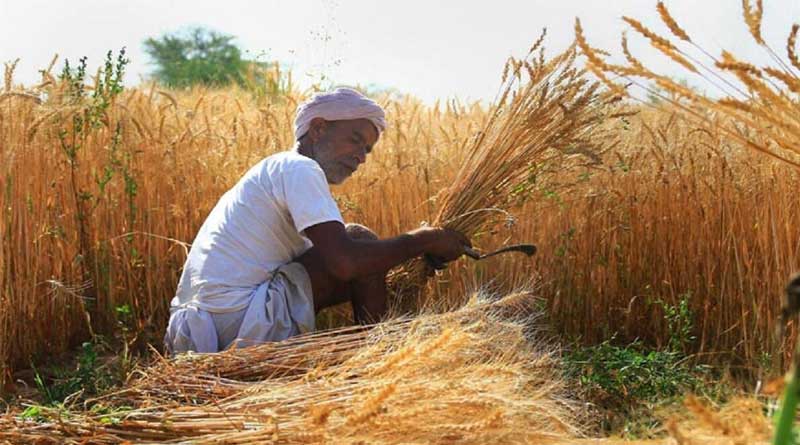 Farm Bill 2020 news in Bengali: Minimum Support Price For 6 Crops Raised | Sangbad Pratidin