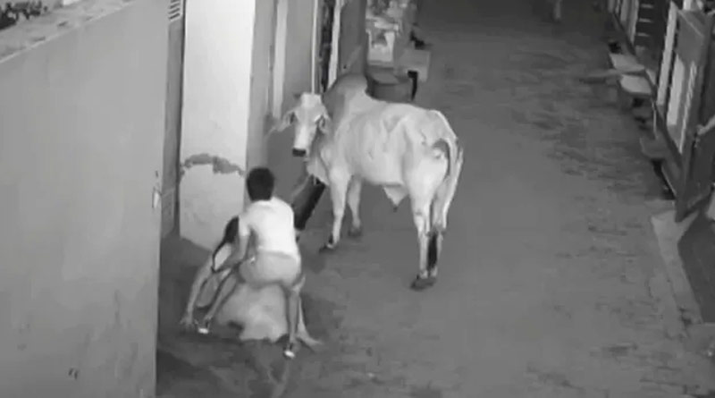 Offbeat in Bengali News: Boy saves grandmother from mad bull in Haryana ।Sangbad Pratidin