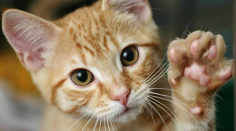 A cat allegedly tortured by two youth in Nadia ।Sangbad Pratidin