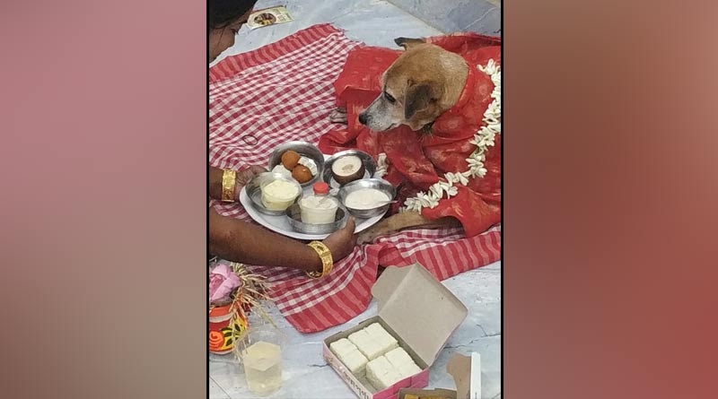 Kolkata News: Lady worship dog as goddess laxmi in Saltlake । Sangbad Pratidin