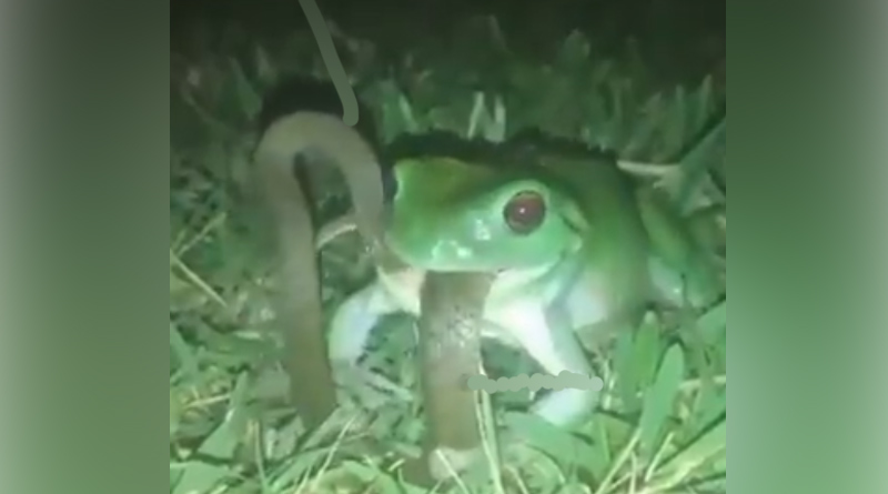 Brave green tree frog is spotted eating a deadly snake। Sangbad Pratidin