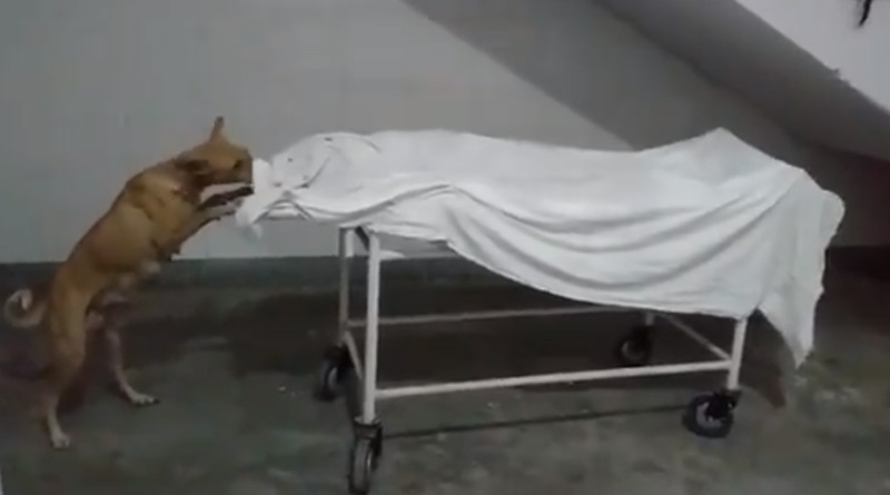 Stray dog nibbling at girl's body in UP hospital, video goes viral ।Sangbad Pratidin
