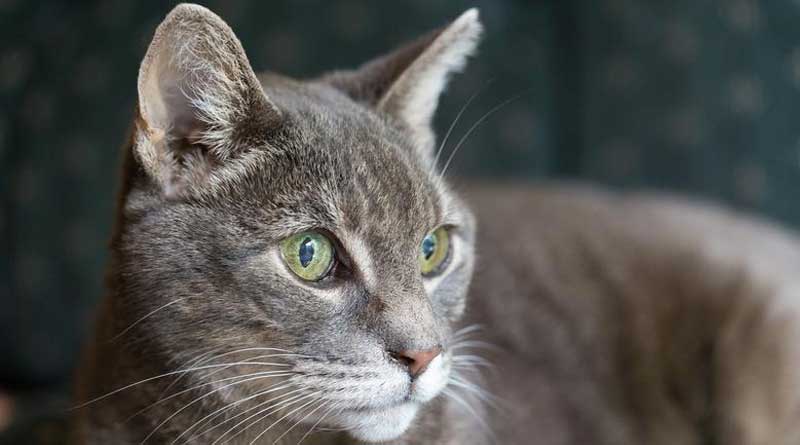 Bengali news: Reward of Rs 15,000 Announced For Missing Cat From UP’s Gorakhpur | Sangbad Pratidin