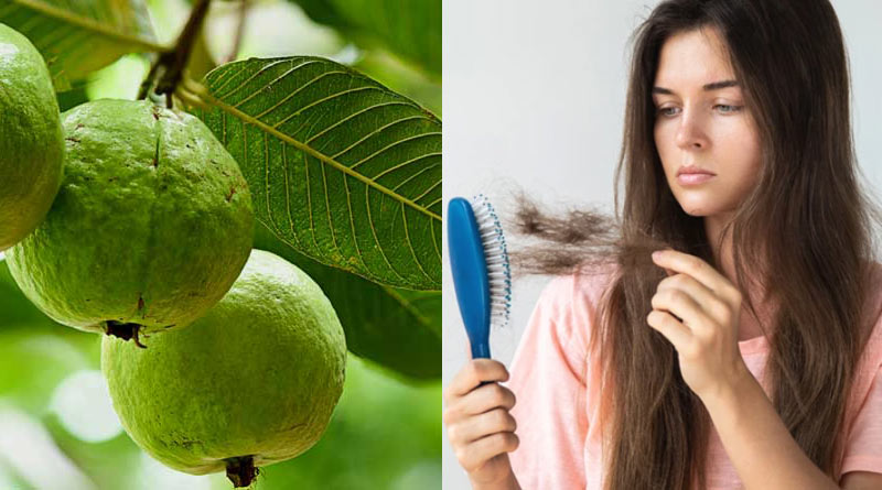 Lifestyle news in Bengali: Guava leaves are highly beneficial and full of goodness for your hair and skin | Sangbad Pratidin