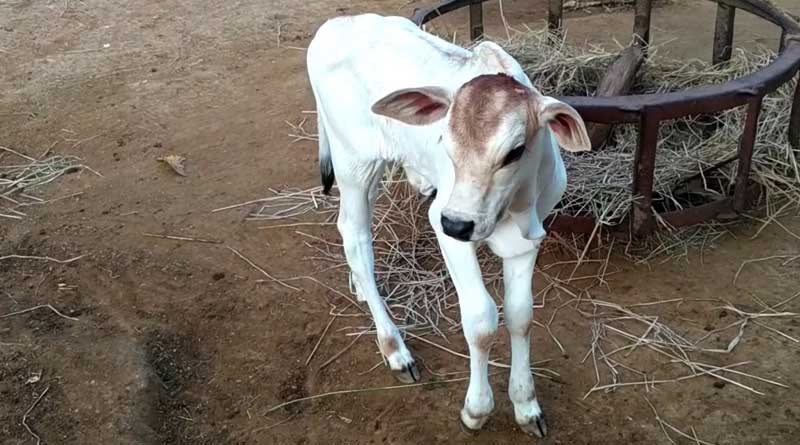 Childless farmer adopts calf as 'son' in Uttar Pradesh | Sangbad Pratidin