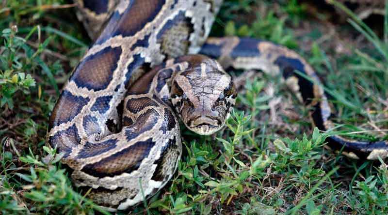 Python on Ghum Hai Kisikey Pyaar Meiin set, actor Shakti Arora shared video | Sangbad Pratidin