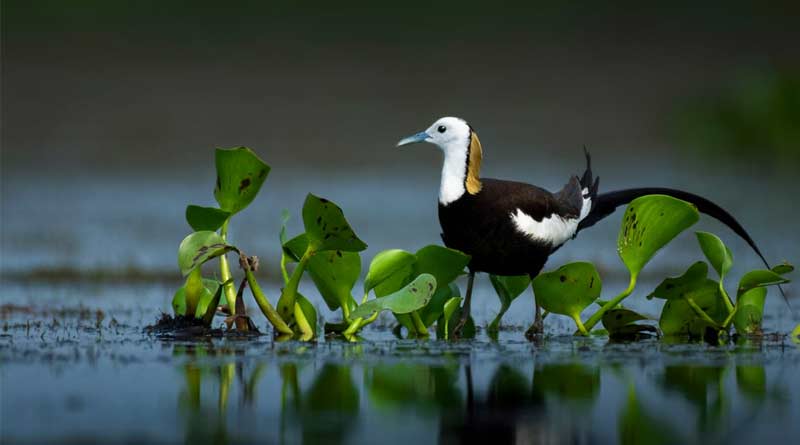 Migratory birds have gathered in the Suti | Sangbad Pratidin