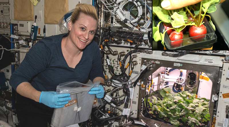 Space Astronauts, Who harvested radish crop in International Space Station for the first time ever | Sangbad Pratidin