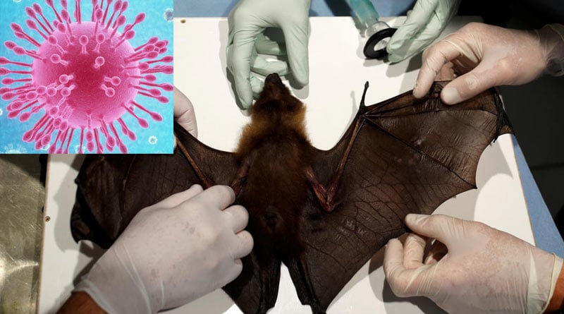 Scientist from Wuhan,China bitten by corona infected bat, he admits now | Sangbad Pratidin