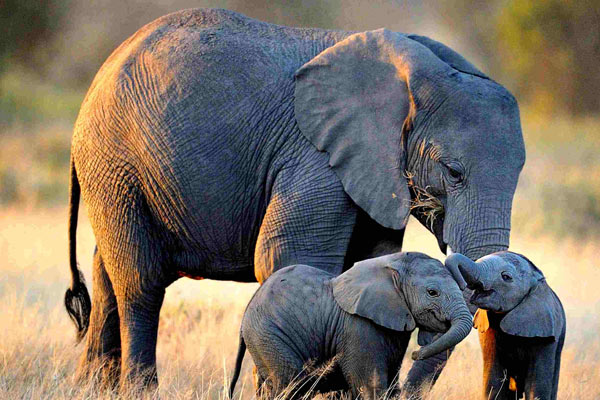 Elephants