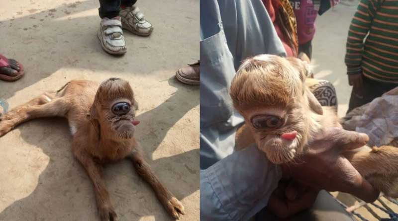 Abnormal Goat Kid Born With Large Eye Socket on Its Forehead, People Flock to UP Village to See It | Sangbad Pratidin