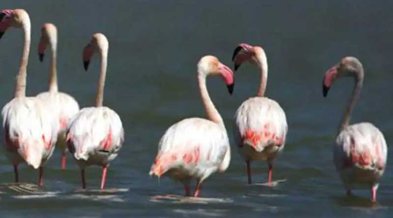 1200 migratory birds die uner mysterious circumstances at Pong Dam in Himachal Pradesh | Sangbad Pratidin