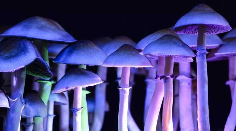 ‘Magic Mushrooms’ Started Growing In A Nebraska Man’s Blood After He Injected Them Into His Veins | Sangbad Pratidin